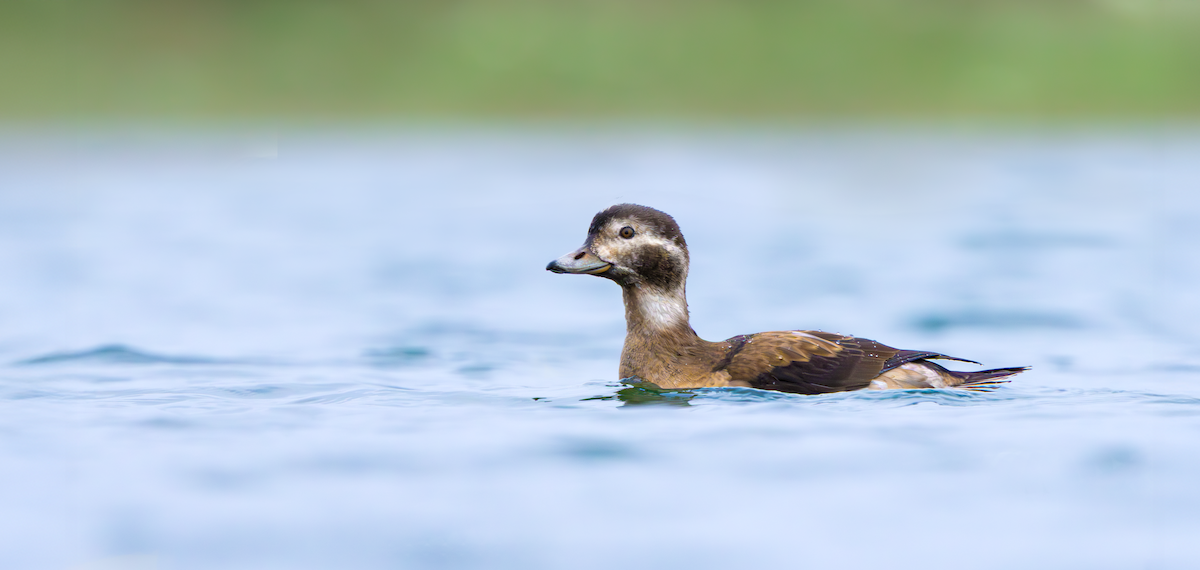 Moretta codona - ML645409776