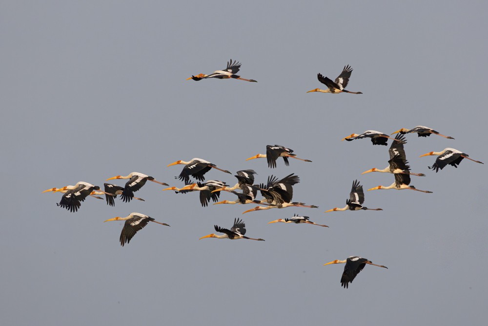 Painted Stork - ML645409777