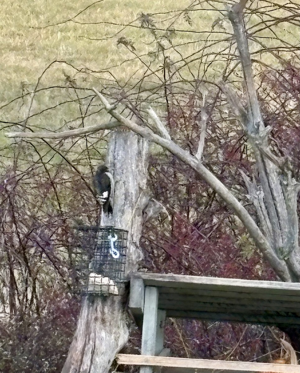 Red-headed Woodpecker - ML645409780