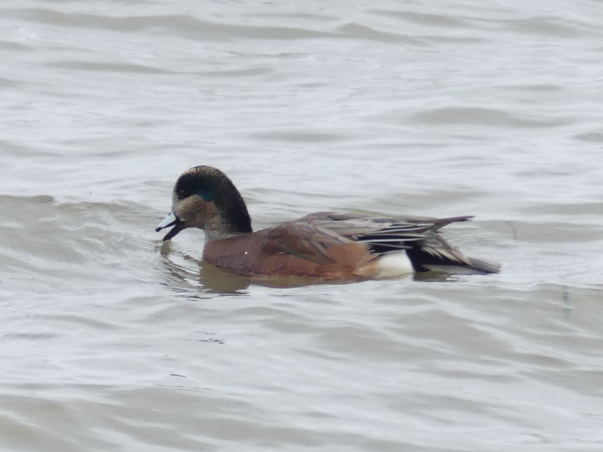 American Wigeon - ML645409788