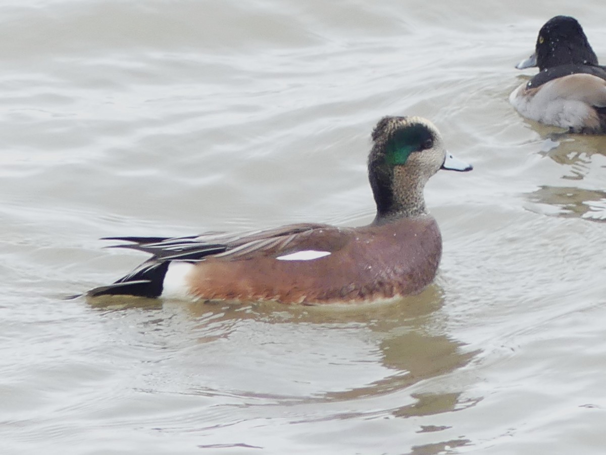 American Wigeon - ML645409789