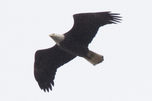 Pigargo Americano - ML645409790