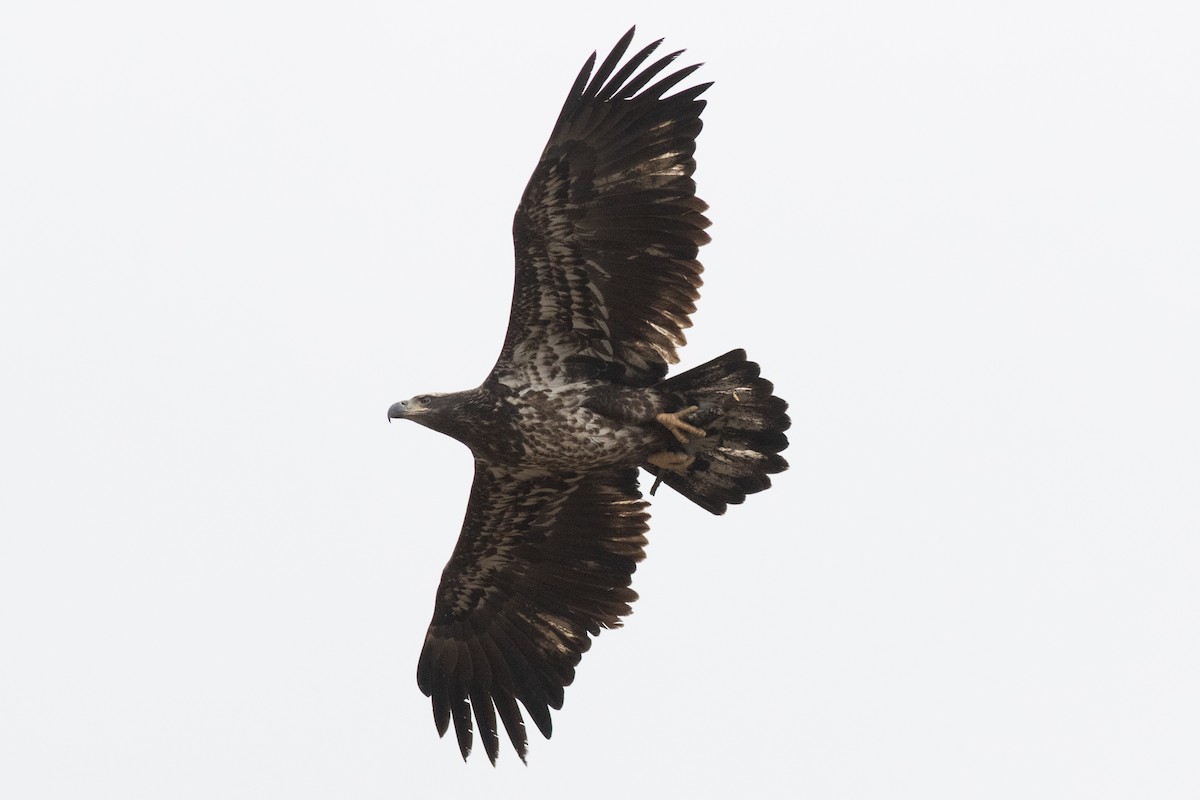 Pigargo Americano - ML645409797