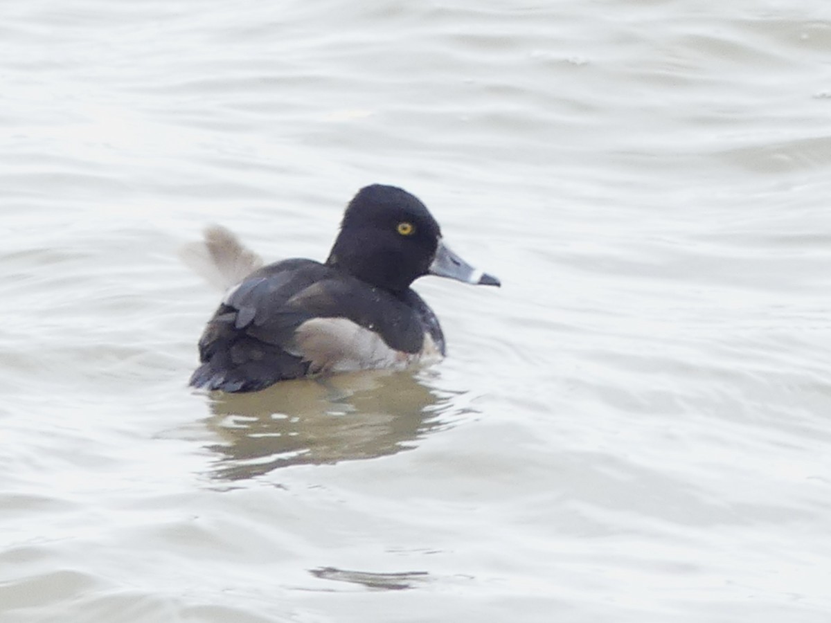 Ring-necked Duck - ML645409799