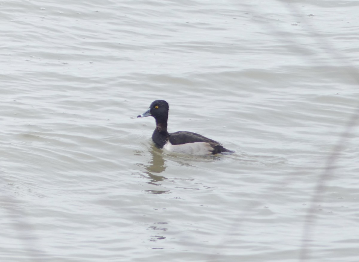Ring-necked Duck - ML645409800