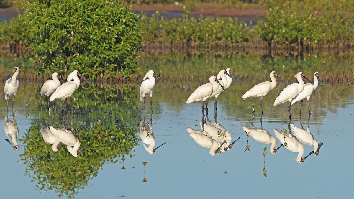 Royal Spoonbill - ML645409803