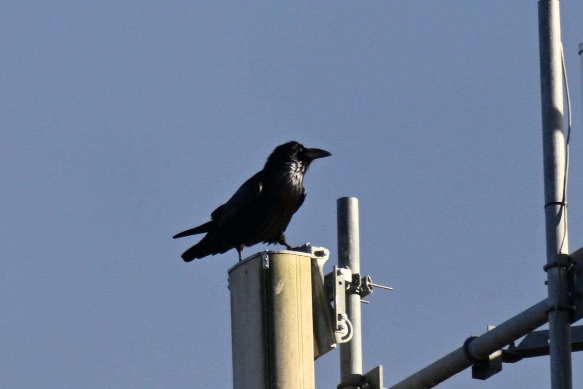 ワタリガラス - ML645409808