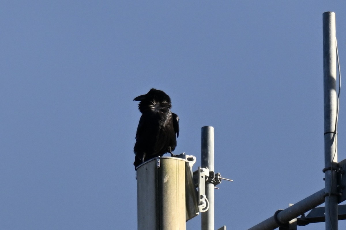 ワタリガラス - ML645409809