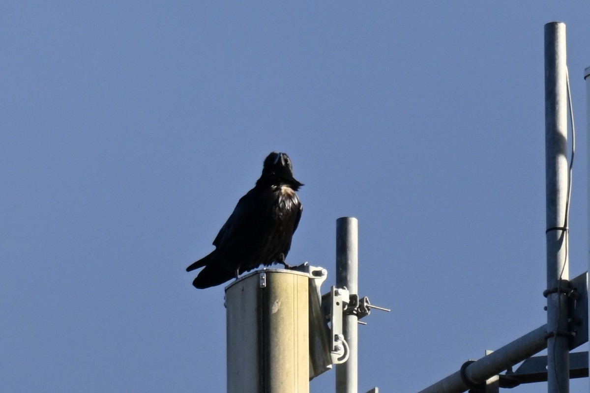 ワタリガラス - ML645409810