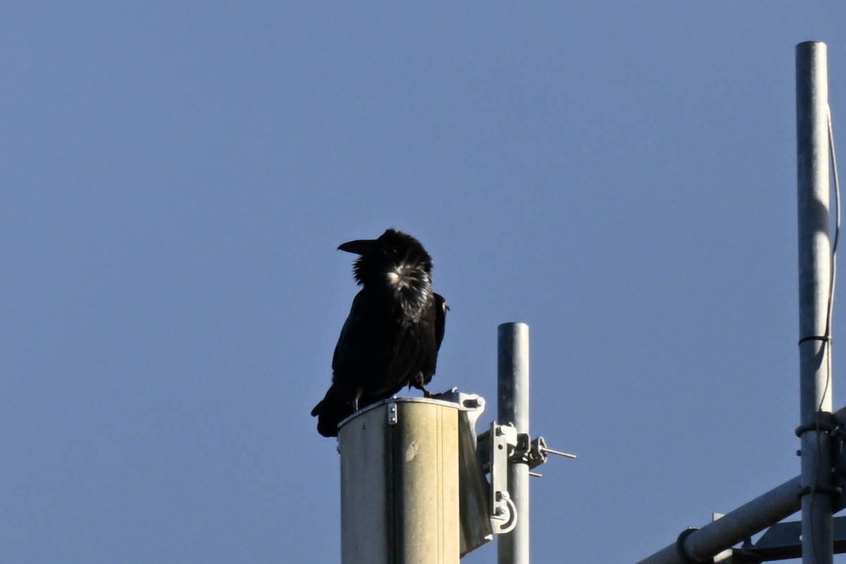 ワタリガラス - ML645409811