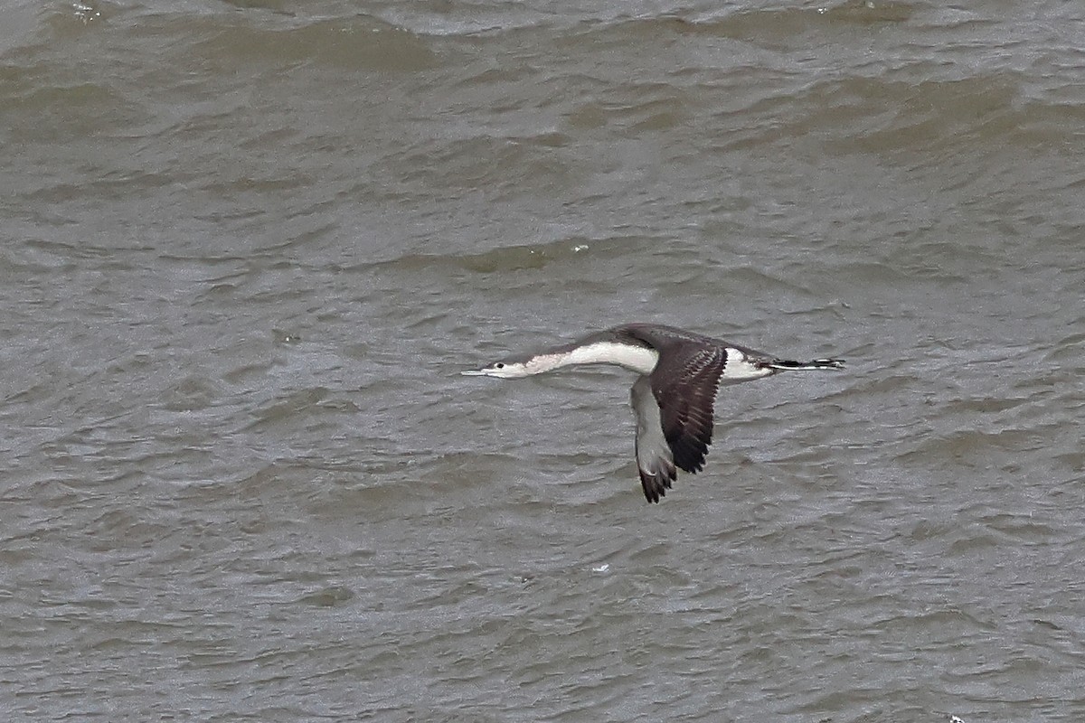 Plongeon catmarin - ML645409814