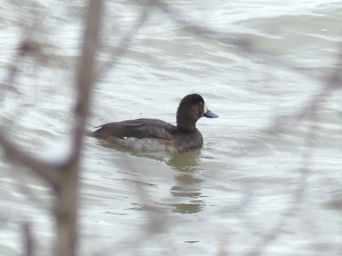 Greater Scaup - ML645409815