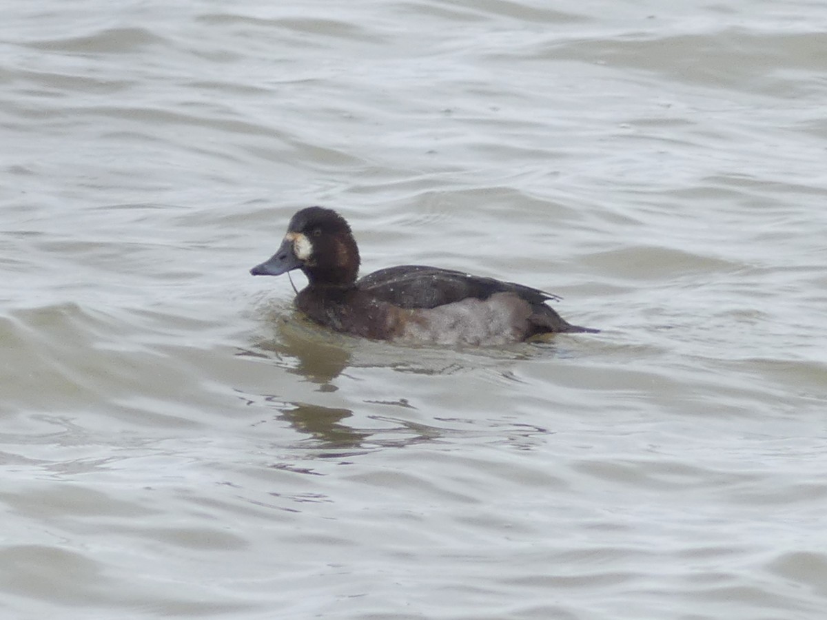 Greater Scaup - ML645409816