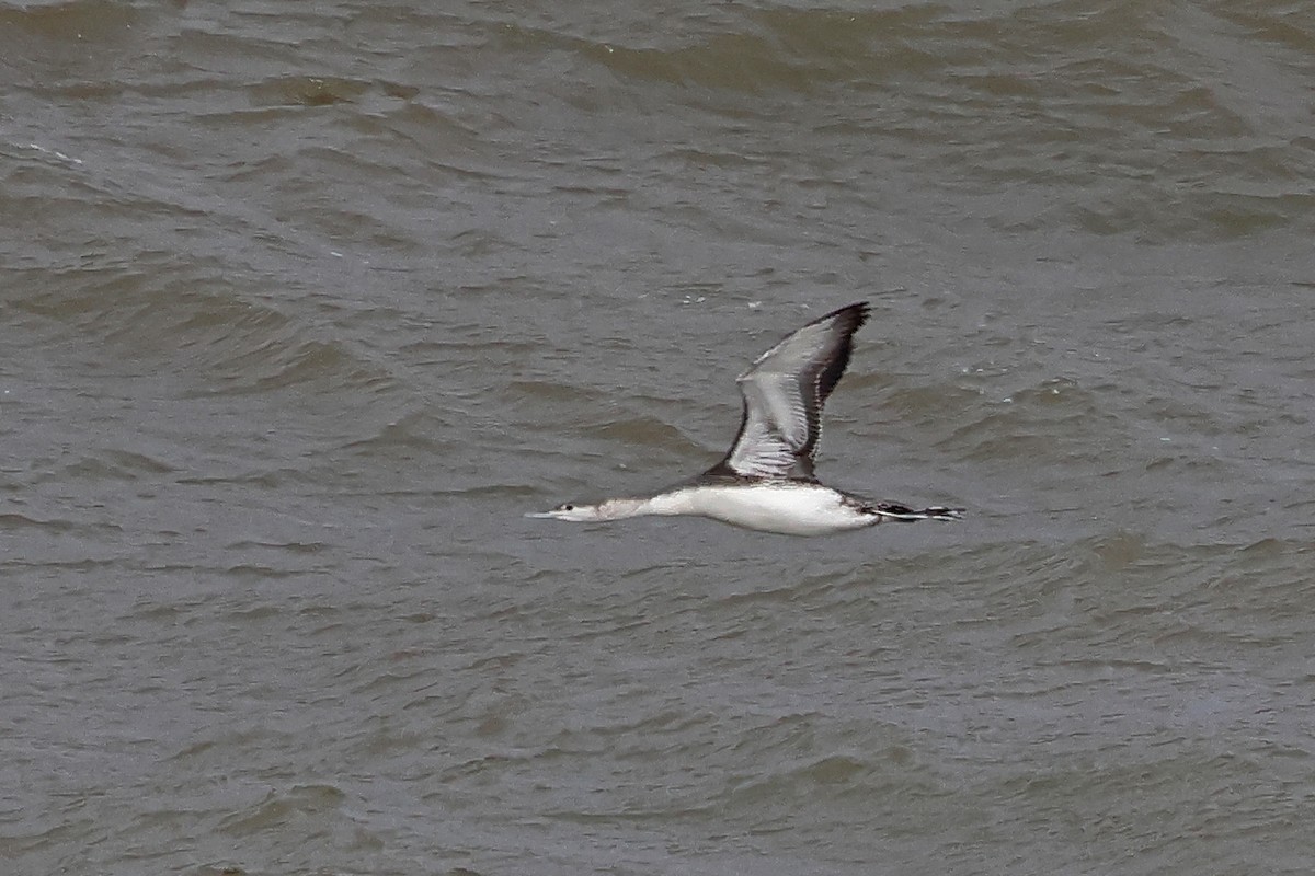 Plongeon catmarin - ML645409827