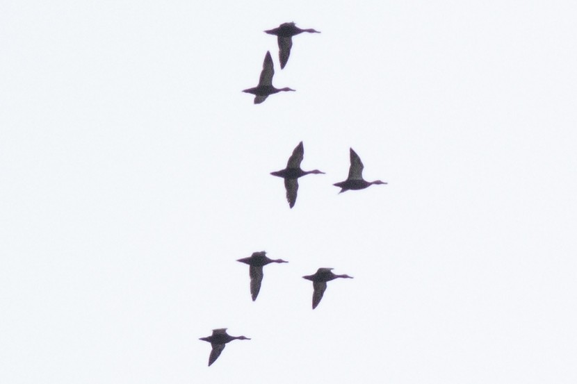 kachna tmavá - ML645409828