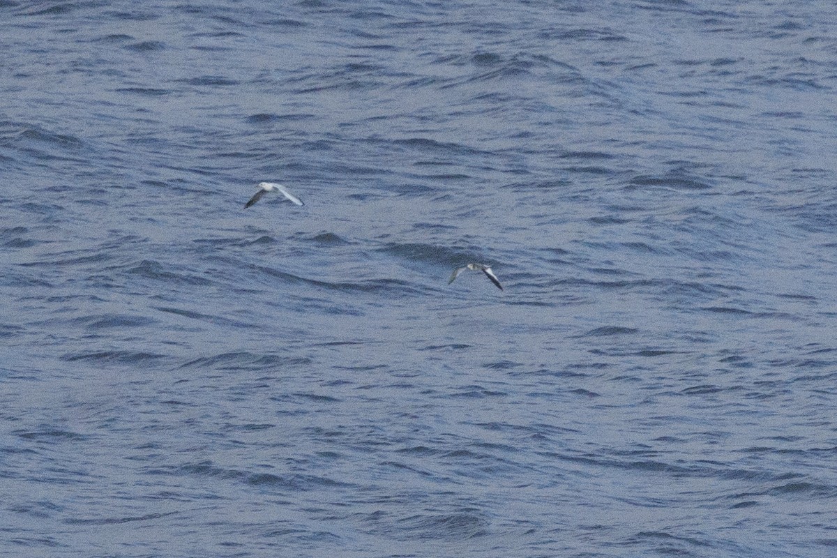 racek Sabinův - ML645409833