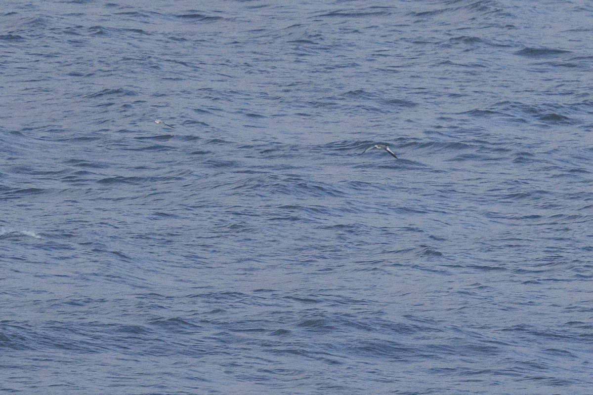 racek Sabinův - ML645409834