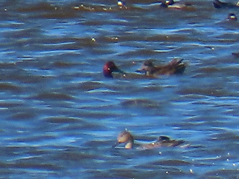 Murgilari bizkarzuria - ML645409845