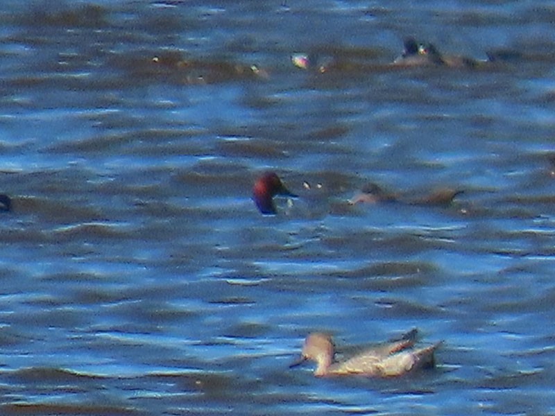 Murgilari bizkarzuria - ML645409846