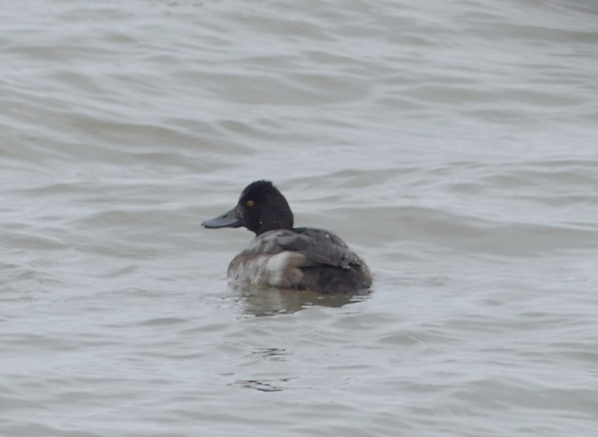 Lesser Scaup - ML645409847