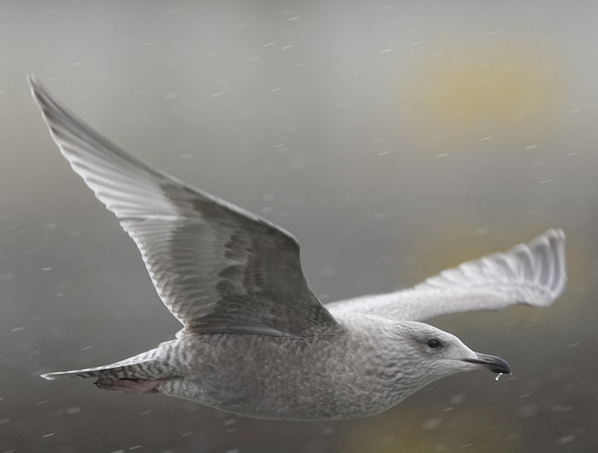Iceland Gull (Thayer's) - ML645409857