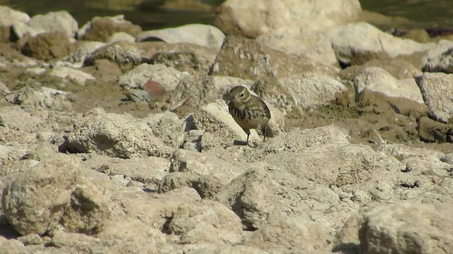 American Pipit - ML645409858