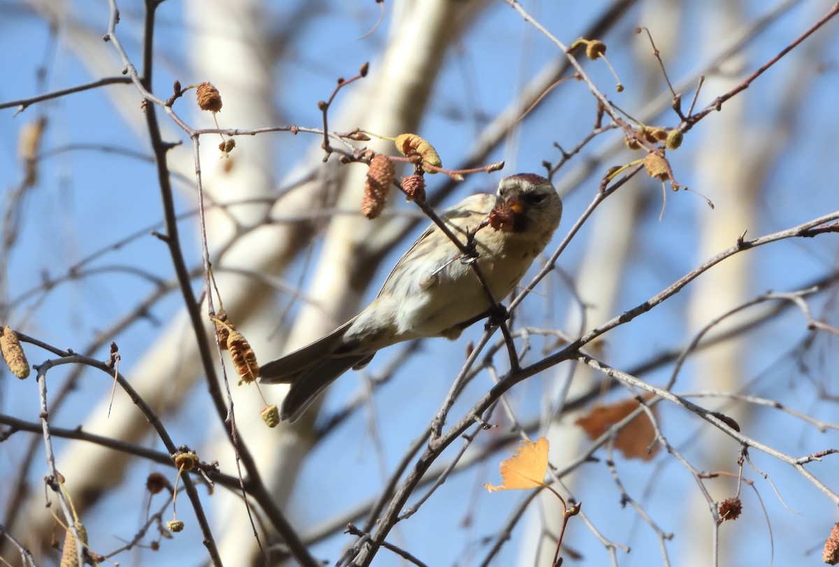Redpoll (Lesser) - ML645409866