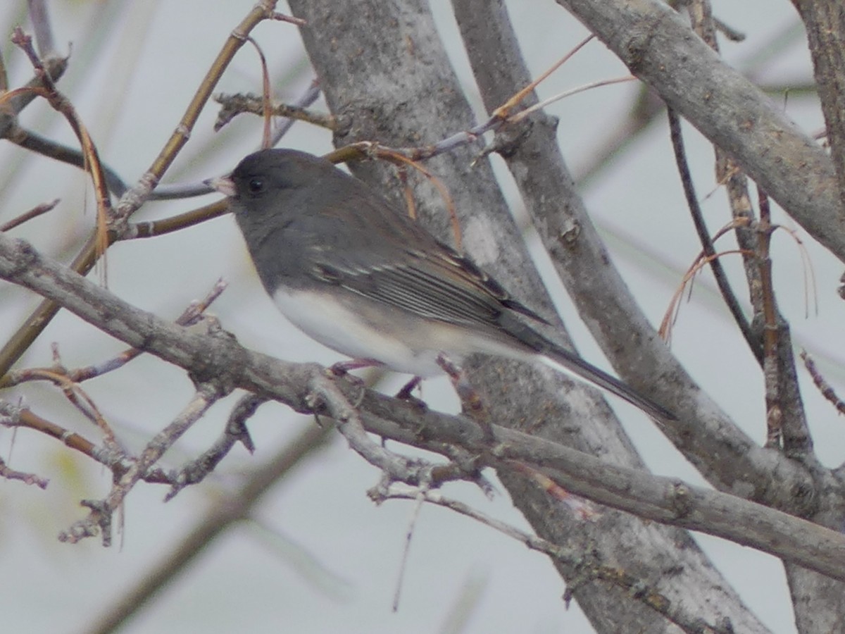 Dark-eyed Junco - ML645409875