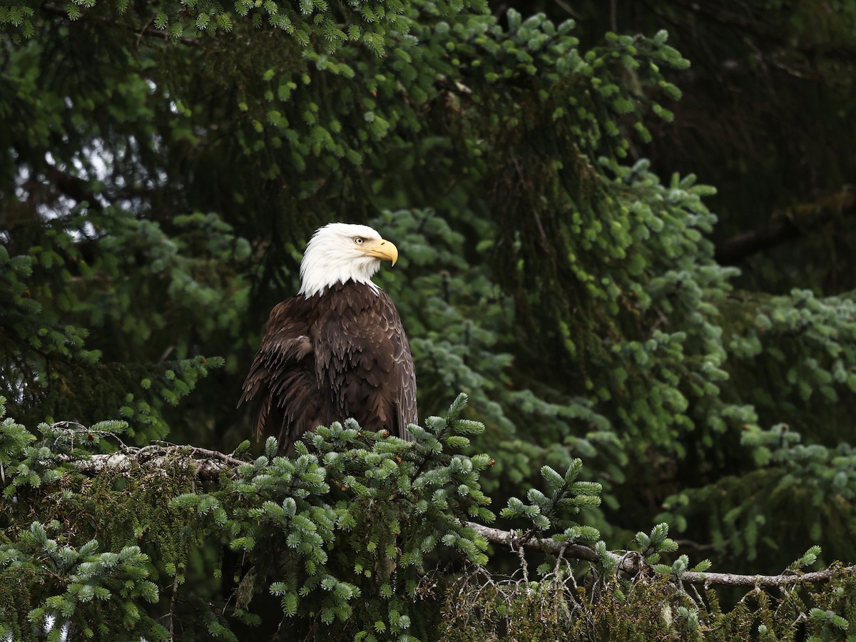 Pigargo Americano - ML645409880