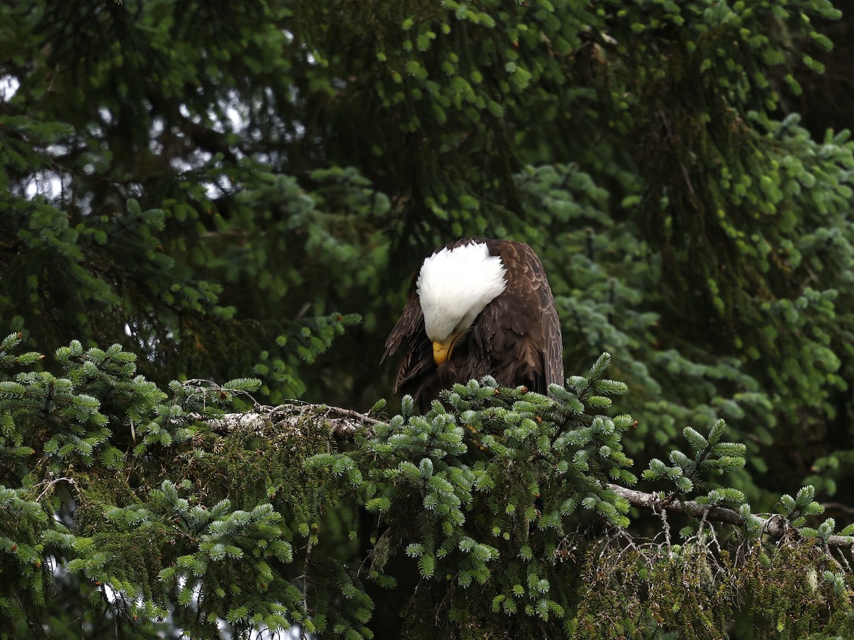 Pigargo Americano - ML645409881