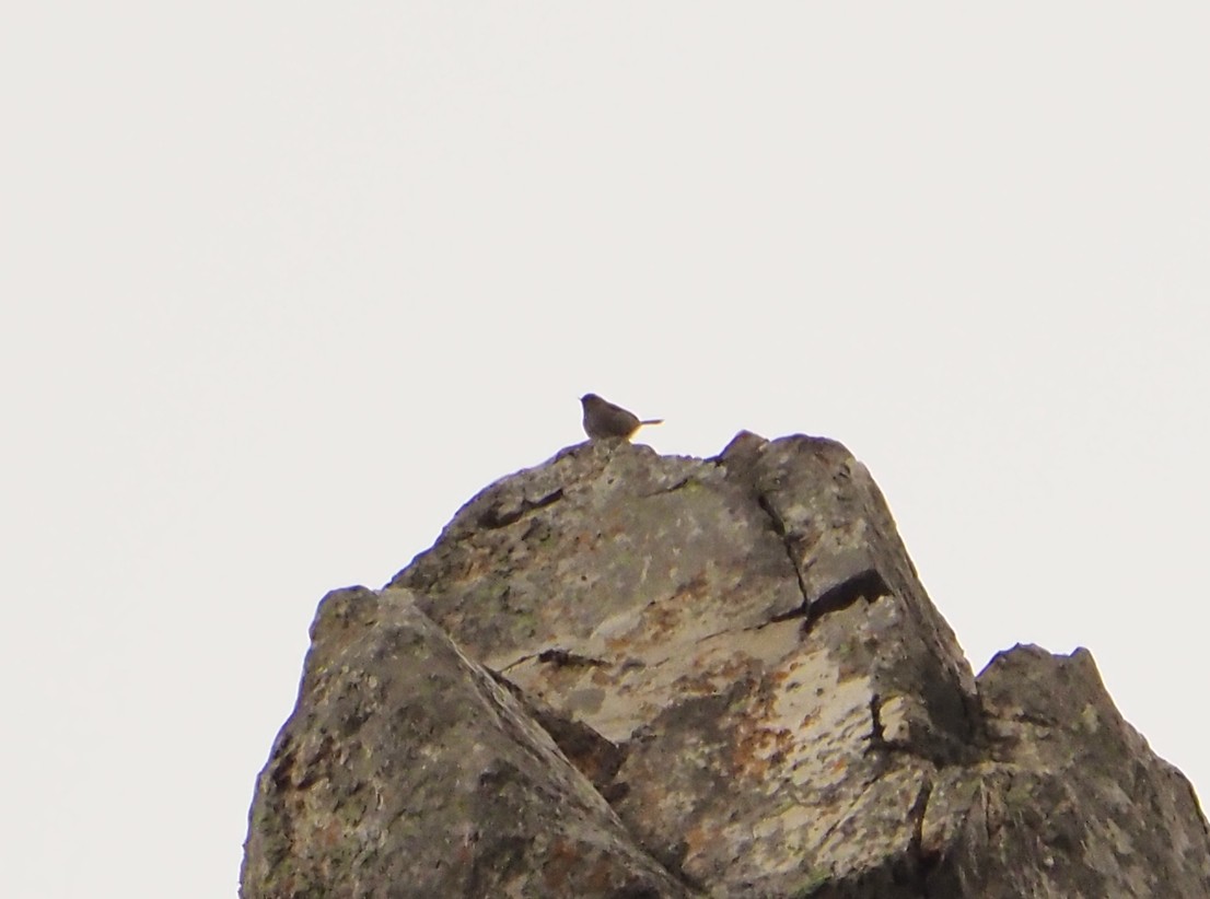 Piping Cisticola - ML645409884