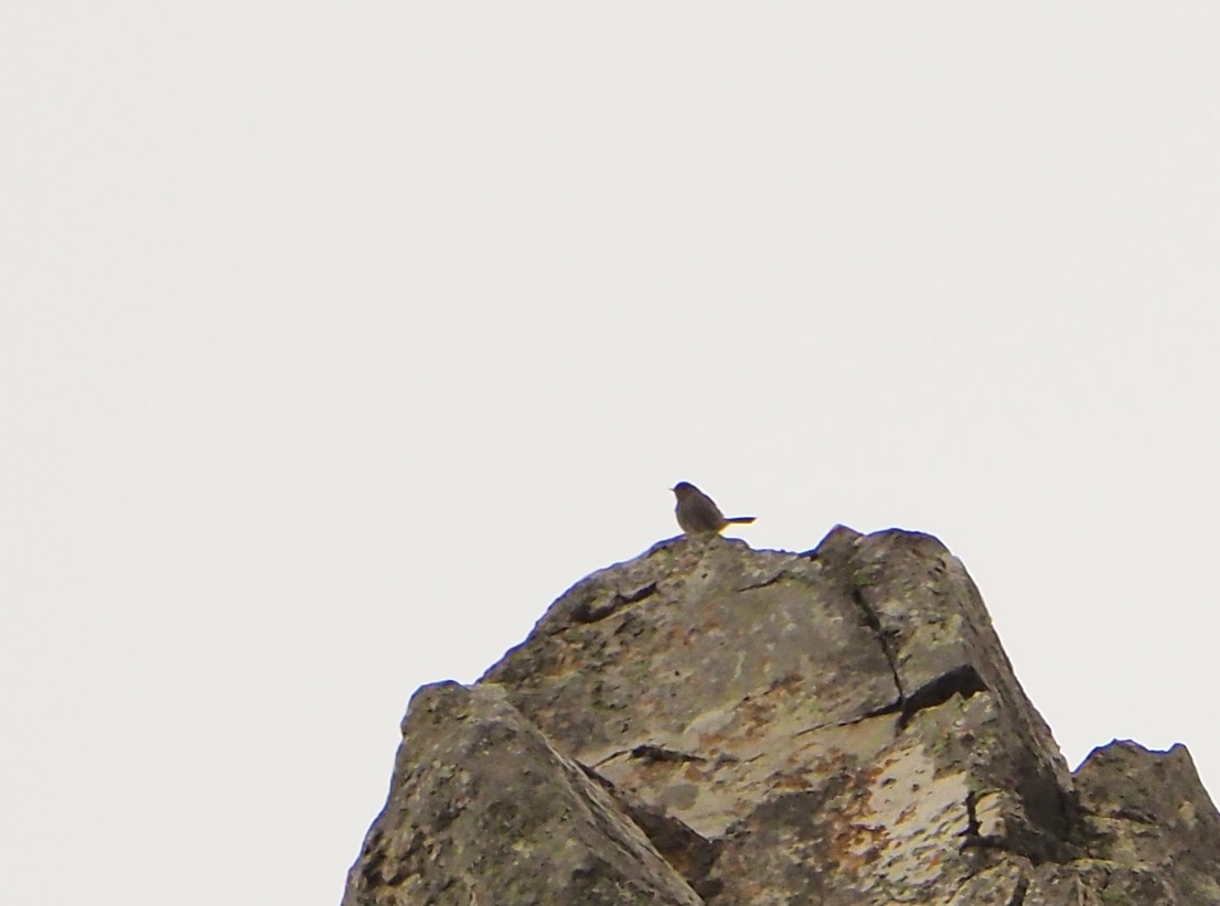 Piping Cisticola - ML645409885