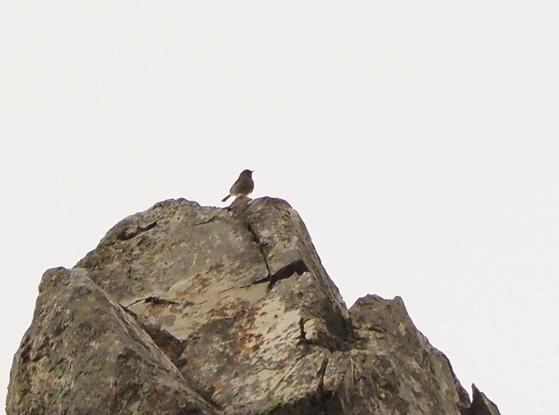 Piping Cisticola - ML645409886