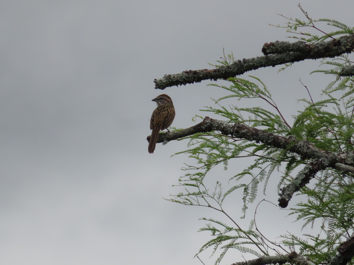 Chaco Sparrow - ML645409889