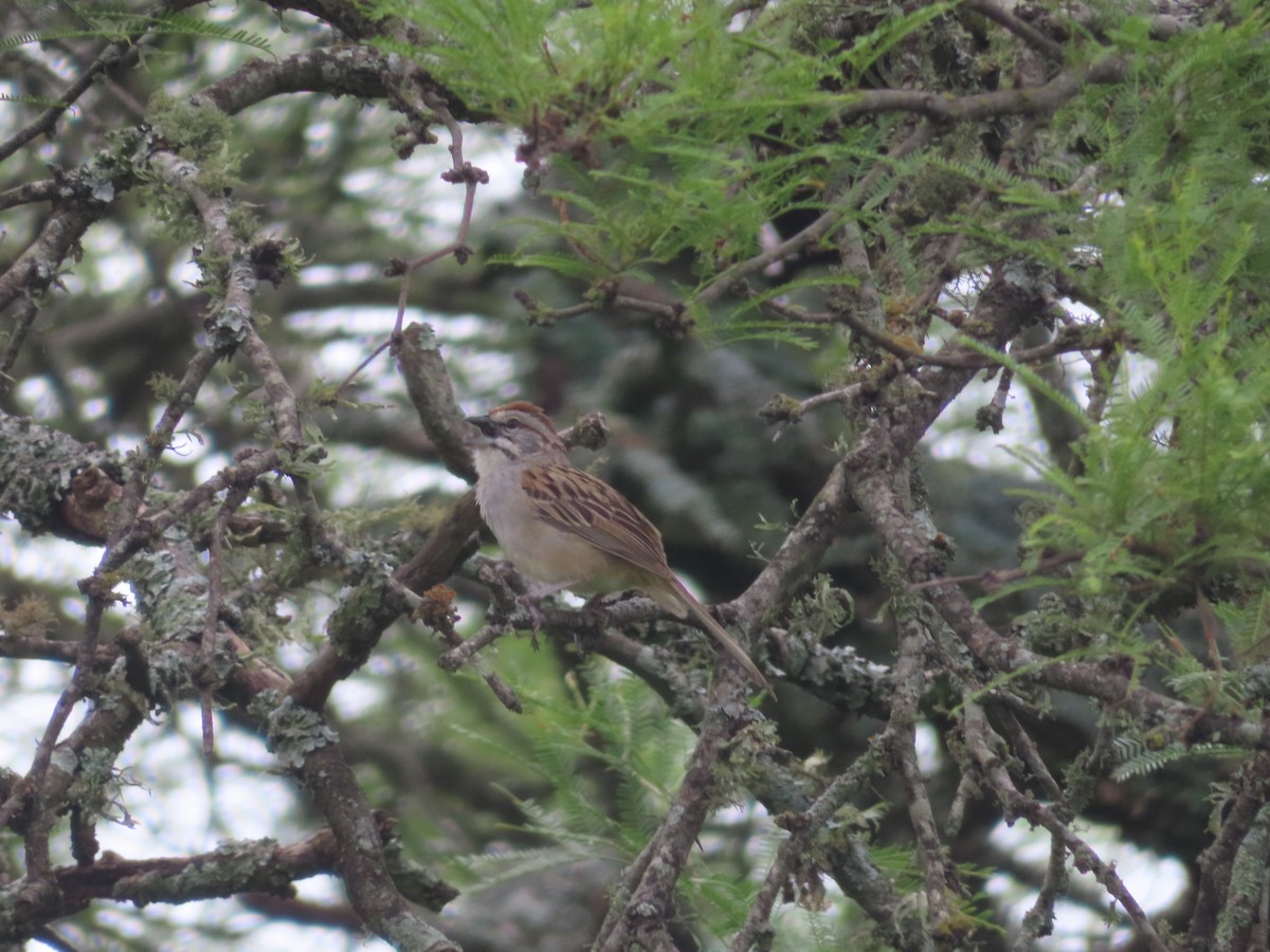 Chaco Sparrow - ML645409890