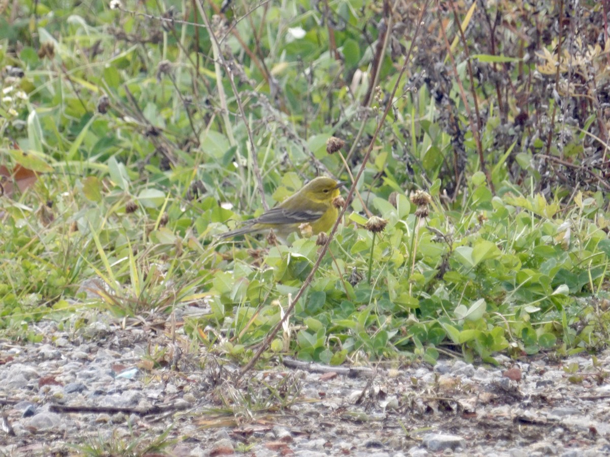 Pine Warbler - ML645409891