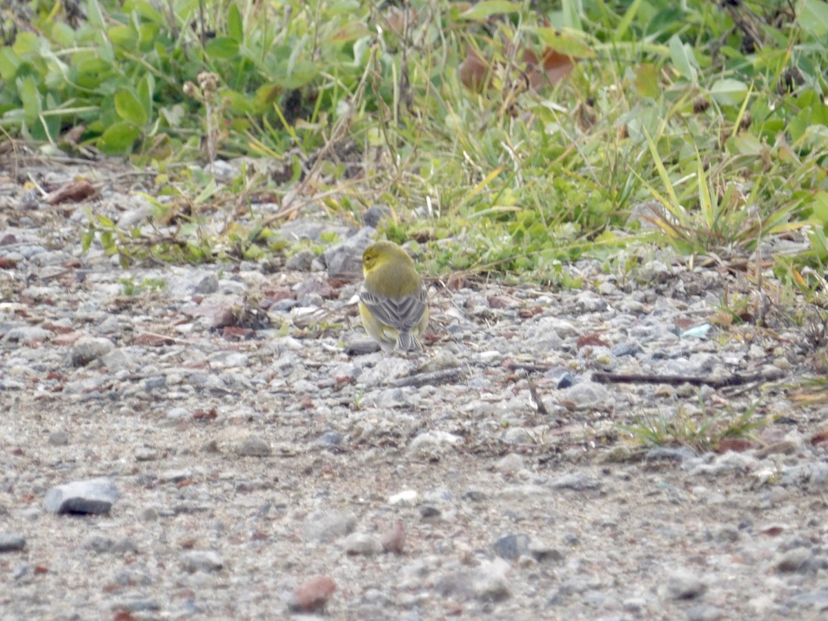 Pine Warbler - ML645409892