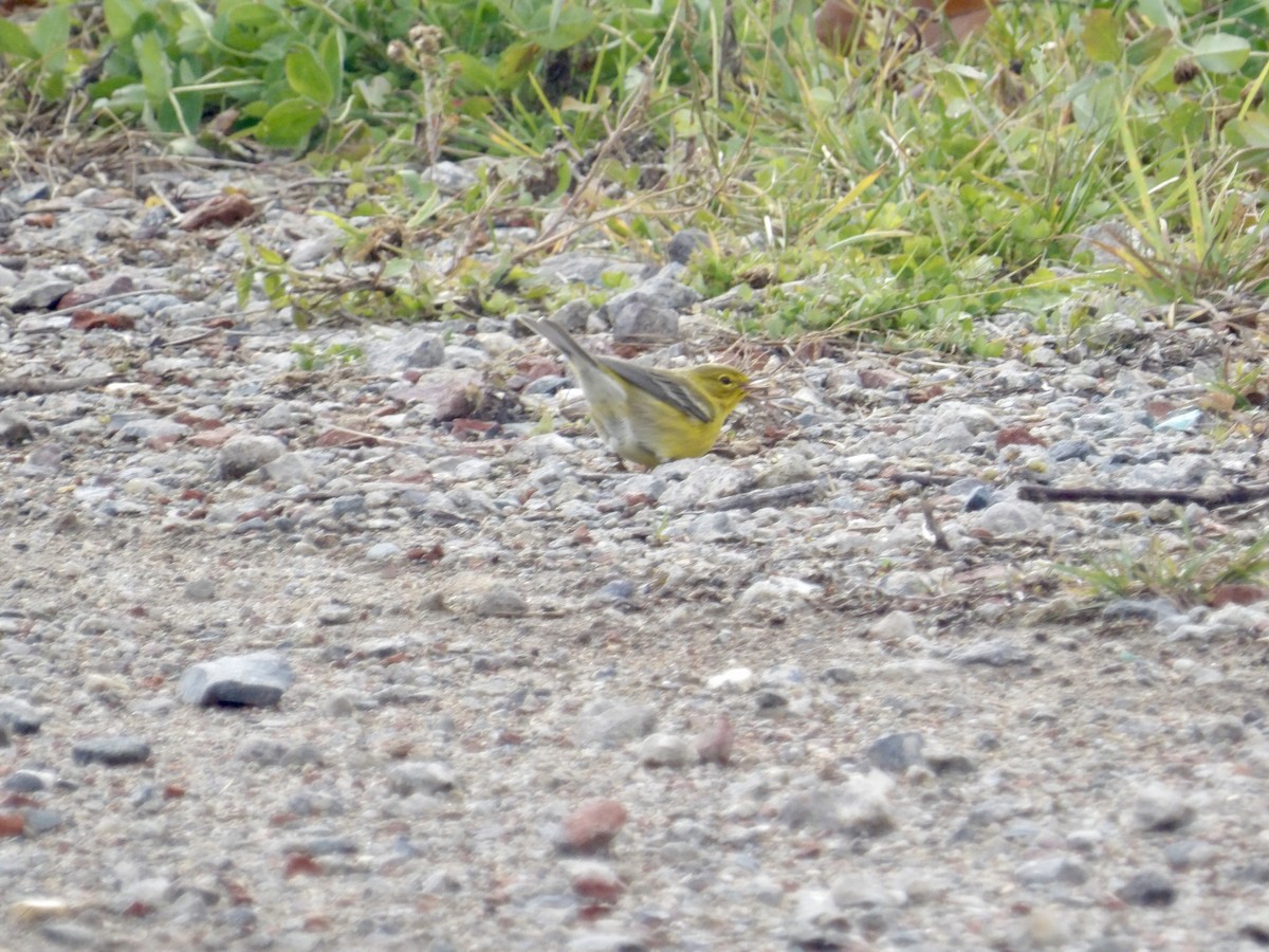 Pine Warbler - ML645409893