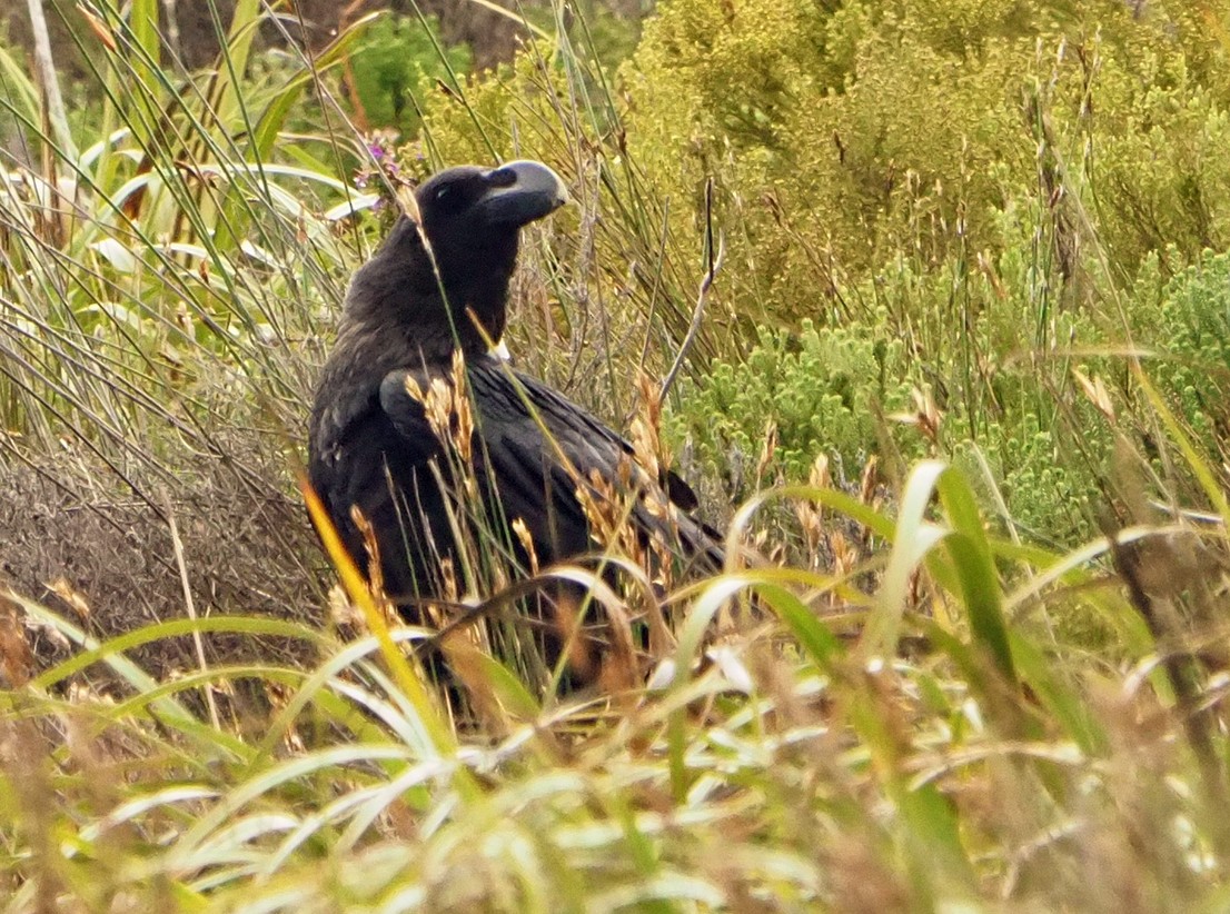 White-necked Raven - ML645409897