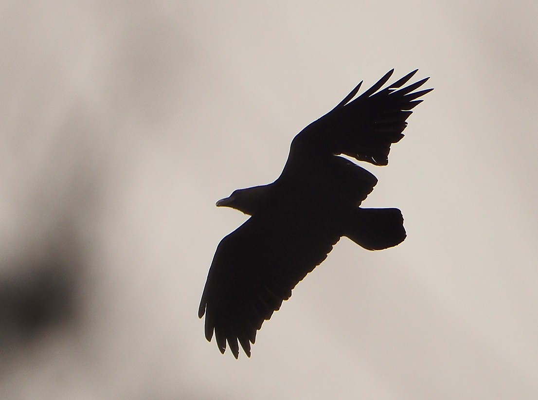 White-necked Raven - ML645409898