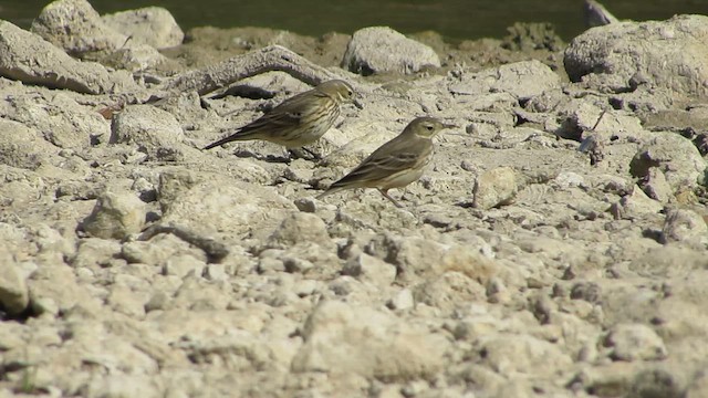 American Pipit - ML645409899
