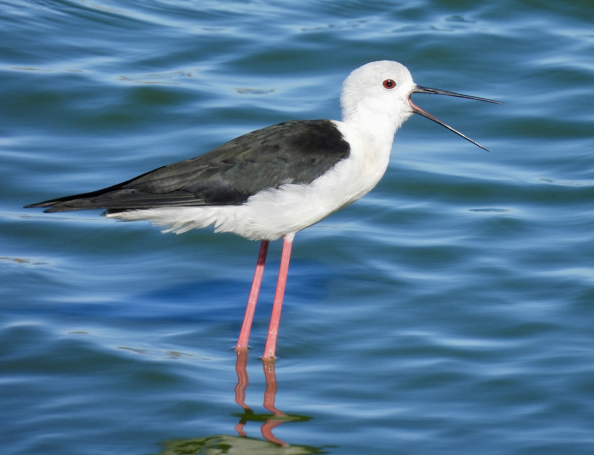 高蹺鴴 - ML645409900