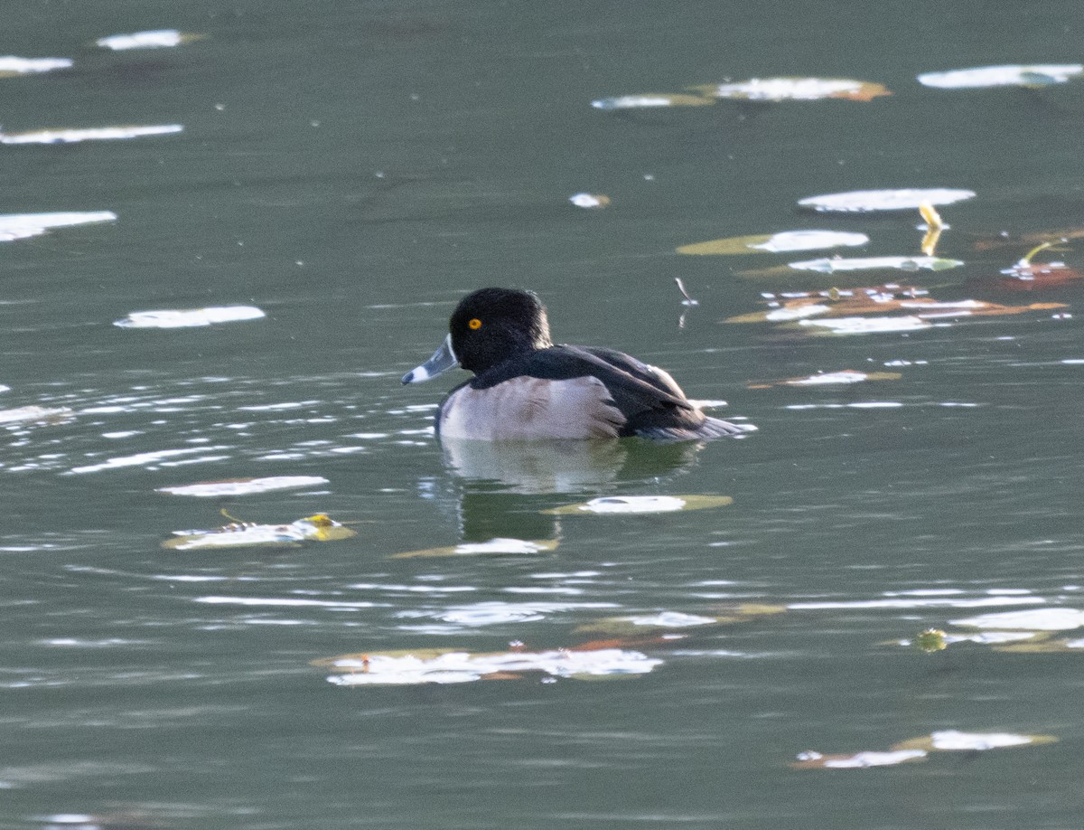 環頸潛鴨 - ML645409906