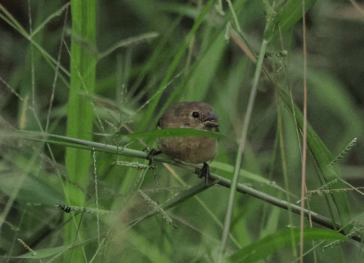 Large-billed Seed-Finch - ML645409907