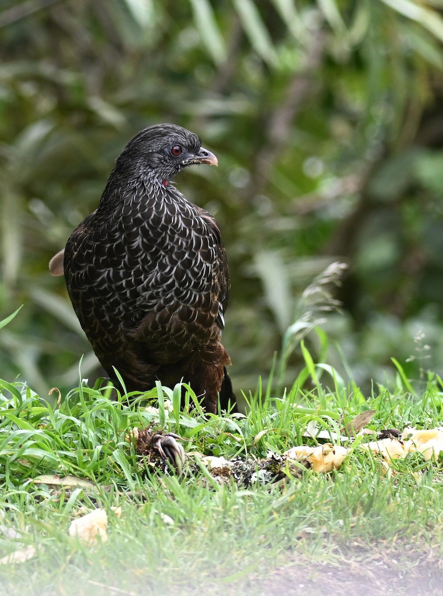Пенелопа андська - ML645409934