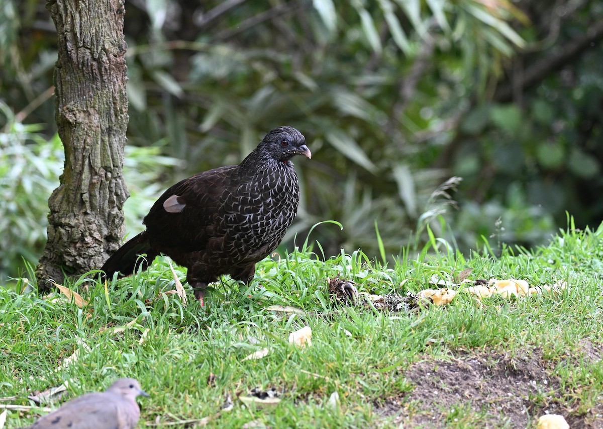 Пенелопа андська - ML645409935