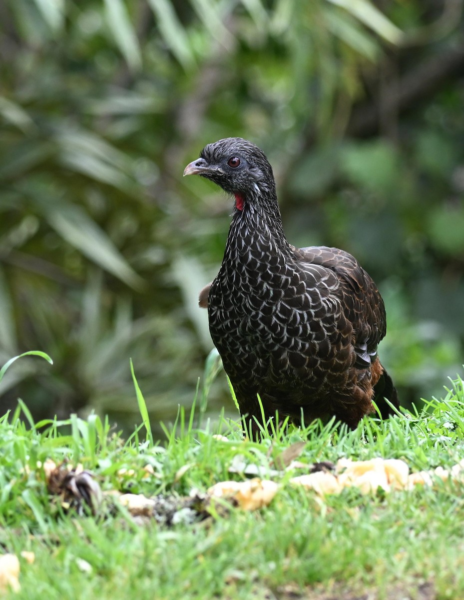 Пенелопа андська - ML645409936