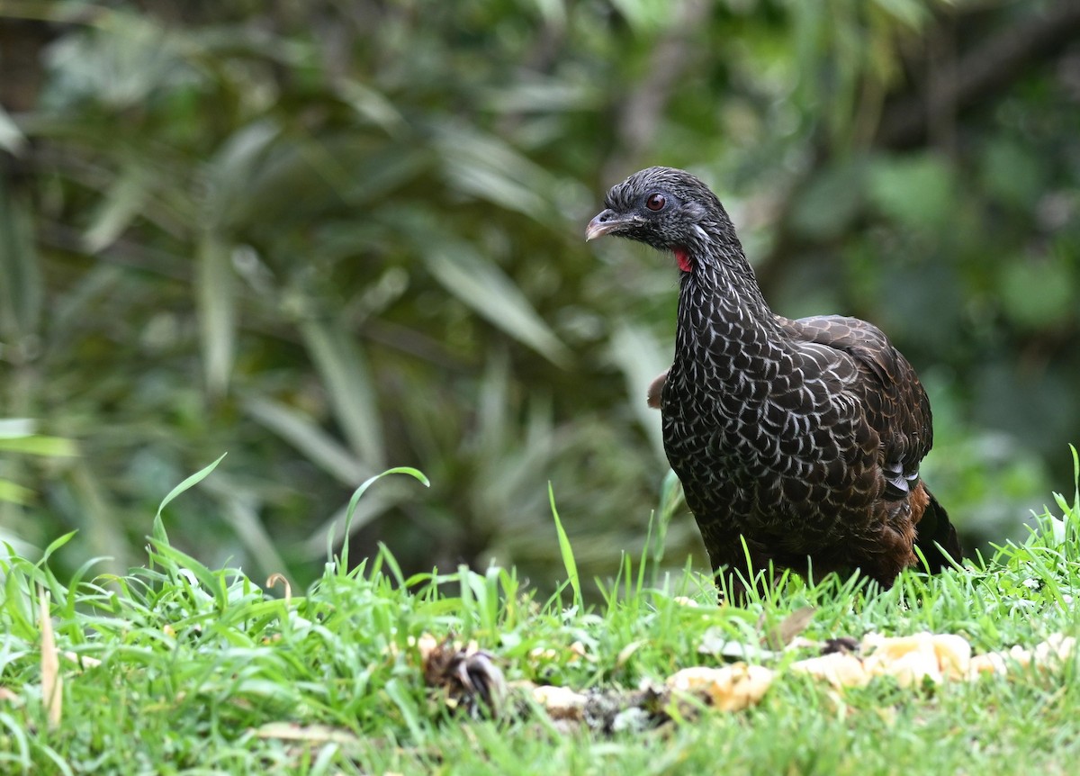 Пенелопа андська - ML645409937