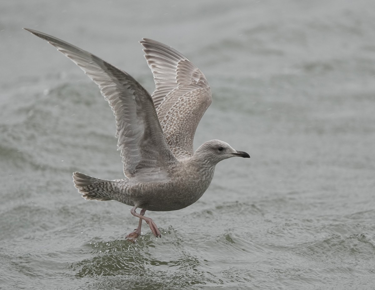 Iceland Gull (Thayer's) - ML645409955