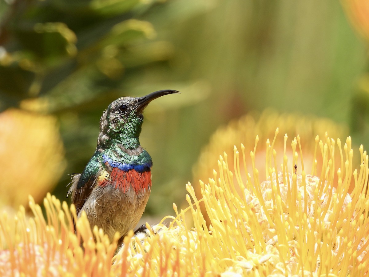 Southern Double-collared Sunbird - ML645409969